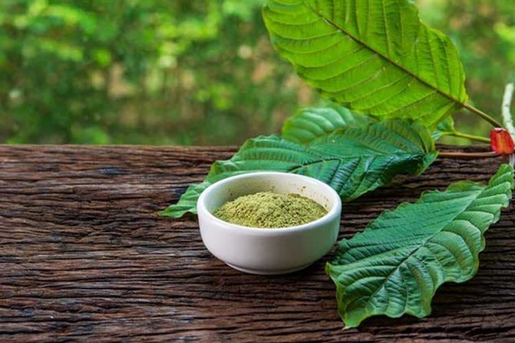 INFO GRAFIK: Rencana Ekspor Kratom, Daun yang Disebut Mengandung Narkotika